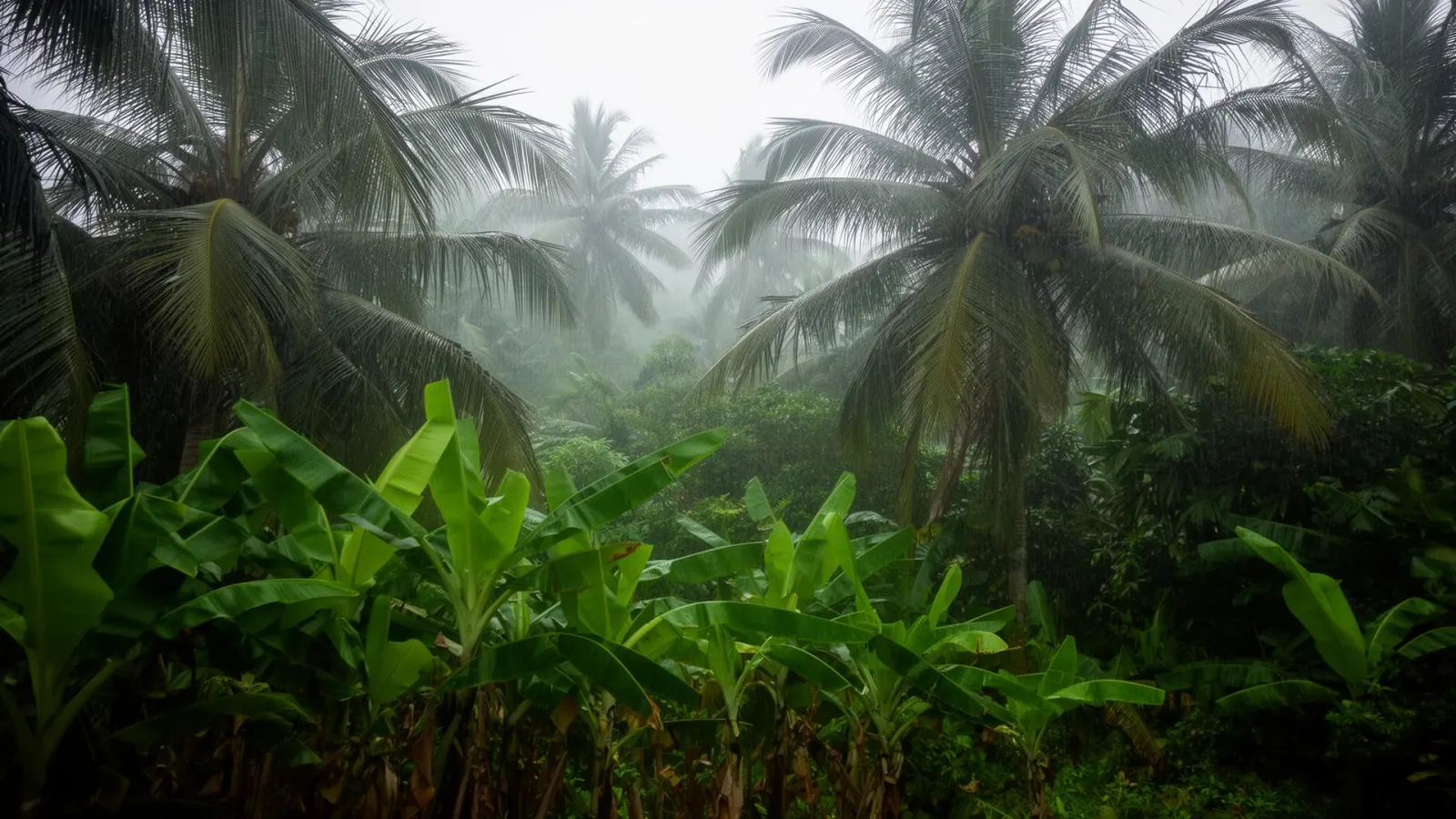 Zanzibar during Masika